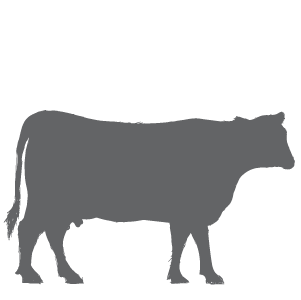 Image of a Cow