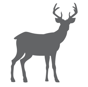 Image of a Deer