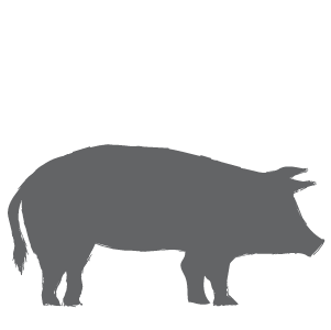 Image of a Pig
